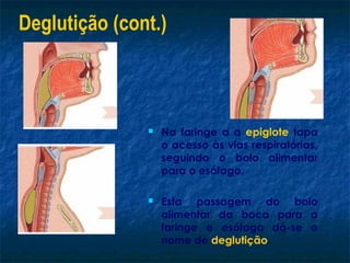 Deglutição (cont.)



                  Na faringe a a epiglote tapa
                   o acesso às vias respiratórias,
                   seguindo o bolo alimentar
                   para o esófago.

                  Esta passagem do bolo
                   alimentar da boca para a
                   faringe e esófago dá-se o
                   nome de deglutição.
 