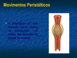 Movimentos Peristálticos


   A progressão do bolo
    alimentar faz-se através
    de contracções, em
    ondas, dos músculos da
    parede do esófago.
 
