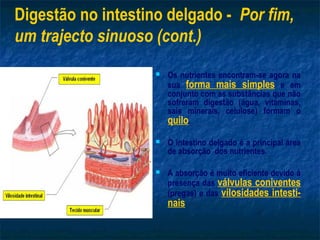 Digestão no intestino delgado - Por fim,
um trajecto sinuoso (cont.)
                       Os nutrientes encontram-se agora na
                        sua forma mais simples e em
                        conjunto com as substâncias que não
                        sofreram digestão (água, vitaminas,
                        sais minerais, celulose) formam o
                        quilo.
                       O intestino delgado é a principal área
                        de absorção dos nutrientes.

                       A absorção é muito eficiente devido à
                        presença das válvulas coniventes
                        (pregas) e das vilosidades intesti-
                        nais
 