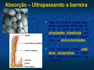 Absorção – Ultrapassando a barreira

                   Cada uma dessas pregas apre-
                    senta pequenas saliências em
                    forma de dedo de luva – as
                    vilosidades intestinais, que
                    por sua vez possuem expan-
                    sões – as microvilosidades.

                   Cada vilosidade contém capi-
                    lares sanguíneos e realiza
                    uma absorção selectiva dos
                    nutrientes.
 