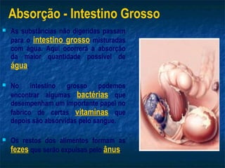 Absorção - Intestino Grosso
   As substâncias não digeridas passam
    para o intestino grosso misturadas
    com água. Aqui ocorrerá a absorção
    da maior quantidade possível de
    água.

   No intestino grosso podemos
    encontrar algumas bactérias que
    desempenham um importante papel no
    fabrico de certas vitaminas que
    depois são absorvidas pelo sangue.

   Os restos dos alimentos formam as
    fezes que serão expulsas pelo ânus.
 