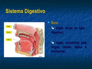 Sistema Digestivo
                       Boca
                         órgão inicial do tubo
                        digestivo;

                         órgão constituído pela
                        língua, dentes, lábios e
                        bochechas.
 
