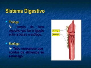 Sistema Digestivo
   Faringe
     porção do tubo
    digestivo que faz a ligação
    entre a boca e o esófago.

   Esófago
     Tubo musculoso que
    conduz os alimentos ao
    estômago.
 