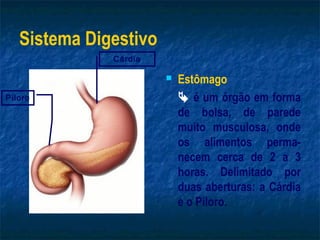Sistema Digestivo
              Cárdia

                          Estômago
Piloro                      é um órgão em forma
                           de bolsa, de parede
                           muito musculosa, onde
                           os alimentos perma-
                           necem cerca de 2 a 3
                           horas. Delimitado por
                           duas aberturas: a Cárdia
                           e o Piloro.
 