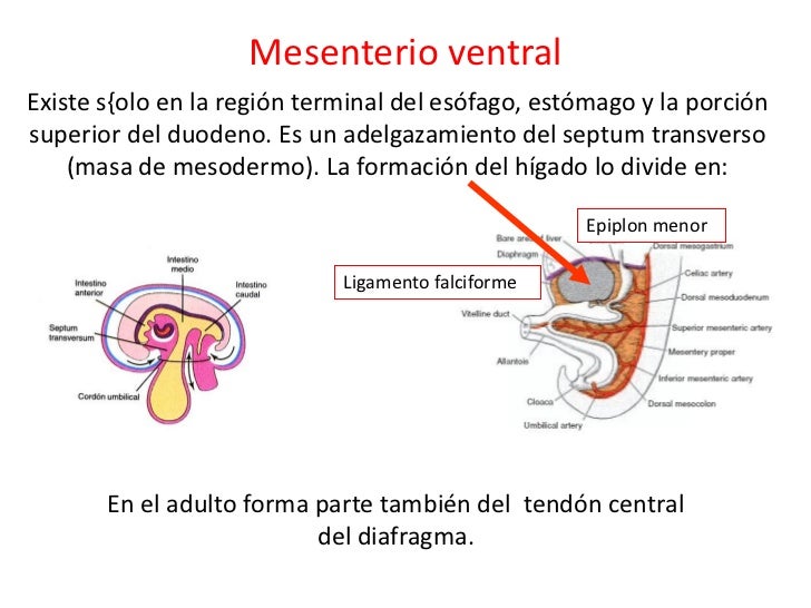Sistema digestivo