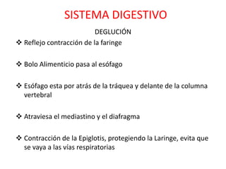 SISTEMA DIGESTIVO
                          DEGLUCIÓN
 Reflejo contracción de la faringe

 Bolo Alimenticio pasa al esófago

 Esófago esta por atrás de la tráquea y delante de la columna
  vertebral

 Atraviesa el mediastino y el diafragma

 Contracción de la Epiglotis, protegiendo la Laringe, evita que
  se vaya a las vías respiratorias
 