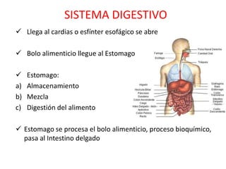 SISTEMA DIGESTIVO
 Llega al cardias o esfínter esofágico se abre

 Bolo alimenticio llegue al Estomago

    Estomago:
a)   Almacenamiento
b)   Mezcla
c)   Digestión del alimento

 Estomago se procesa el bolo alimenticio, proceso bioquímico,
  pasa al Intestino delgado
 