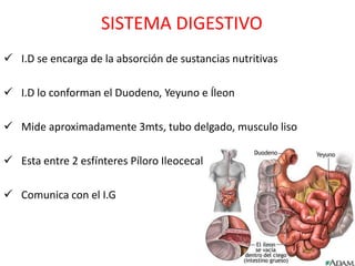 SISTEMA DIGESTIVO
 I.D se encarga de la absorción de sustancias nutritivas

 I.D lo conforman el Duodeno, Yeyuno e Íleon

 Mide aproximadamente 3mts, tubo delgado, musculo liso

 Esta entre 2 esfínteres Píloro Ileocecal

 Comunica con el I.G
 