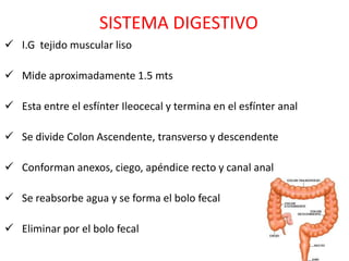 SISTEMA DIGESTIVO
 I.G tejido muscular liso

 Mide aproximadamente 1.5 mts

 Esta entre el esfínter Ileocecal y termina en el esfínter anal

 Se divide Colon Ascendente, transverso y descendente

 Conforman anexos, ciego, apéndice recto y canal anal

 Se reabsorbe agua y se forma el bolo fecal

 Eliminar por el bolo fecal
 