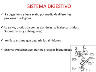 SISTEMA DIGESTIVO
 La digestión se lleva acabo por medio de diferentes
  procesos fisiológicos.

 La saliva, producida por las glándulas salivales(parotidas ,
  Submaxilares, y sublinguales)

 Amilasa enzima que degrada los almidones

 Enzima: Proteínas acelerar los procesos bioquímicos
 