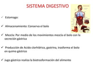 SISTEMA DIGESTIVO

 Estomago:

 Almacenamiento: Conserva el bolo

 Mezcla: Por medio de los movimientos mezcla el bolo con la
  secreción gástrica

 Producción de Acido clorhídrico, gastrina, trasforma el bolo
  en quimo gástrico

 Jugo gástrico realiza la biotrasformación del alimento
 