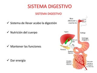 SISTEMA DIGESTIVO
                     SISTEMA DIGESTIVO

 Sistema de llevar acabo la digestión

 Nutrición del cuerpo



 Mantener las funciones



 Dar energía
 