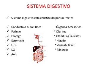 SISTEMA DIGESTIVO

 Sistema digestivo esta constituido por un tracto:

   Conducto o tubo: Boca             Órganos Accesorios
   Faringe                         * Dientes
   Esófago                         * Glándulas Salivales
   Estomago                        * Hígado
   I. D                            * Vesícula Biliar
   I.G                             * Páncreas
   Ano
 