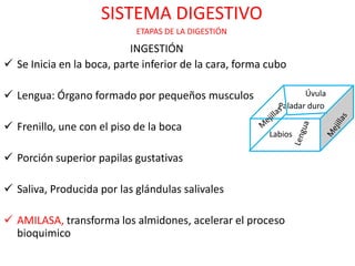 SISTEMA DIGESTIVO
                            ETAPAS DE LA DIGESTIÓN

                           INGESTIÓN
 Se Inicia en la boca, parte inferior de la cara, forma cubo

 Lengua: Órgano formado por pequeños musculos                    Úvula
                                                           Paladar duro

 Frenillo, une con el piso de la boca
                                                         Labios

 Porción superior papilas gustativas

 Saliva, Producida por las glándulas salivales

 AMILASA, transforma los almidones, acelerar el proceso
  bioquimico
 