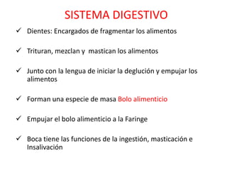 SISTEMA DIGESTIVO
 Dientes: Encargados de fragmentar los alimentos

 Trituran, mezclan y mastican los alimentos

 Junto con la lengua de iniciar la deglución y empujar los
  alimentos

 Forman una especie de masa Bolo alimenticio

 Empujar el bolo alimenticio a la Faringe

 Boca tiene las funciones de la ingestión, masticación e
  Insalivación
 