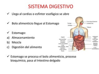 SISTEMA DIGESTIVO
 Llega al cardias o esfínter esofágico se abre

 Bolo alimenticio llegue al Estomago

    Estomago:
a)   Almacenamiento
b)   Mezcla
c)   Digestión del alimento

 Estomago se procesa el bolo alimenticio, proceso
  bioquímico, pasa al Intestino delgado
 