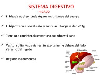 SISTEMA DIGESTIVO
                          HIGADO
 El hígado es el segundo órgano más grande del cuerpo

 El hígado crece con el niño, y en los adultos pesa de 1-2 Kg

 Tiene una consistencia esponjosa cuando está sano

 Vesícula biliar y sus vías están exactamente debajo del lado
  derecho del hígado

 Degrada los alimentos
 