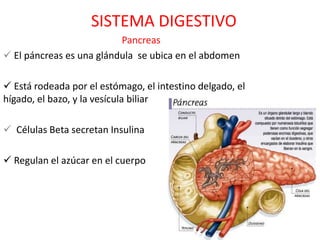 SISTEMA DIGESTIVO
                          Pancreas
 El páncreas es una glándula se ubica en el abdomen

 Está rodeada por el estómago, el intestino delgado, el
hígado, el bazo, y la vesícula biliar

 Células Beta secretan Insulina

 Regulan el azúcar en el cuerpo
 