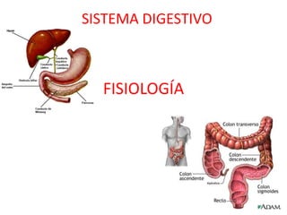 SISTEMA DIGESTIVO



  FISIOLOGÍA
 
