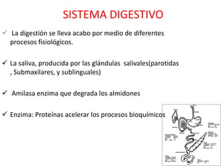 SISTEMA DIGESTIVO
 La digestión se lleva acabo por medio de diferentes
  procesos fisiológicos.

 La saliva, producida por las glándulas salivales(parotidas
  , Submaxilares, y sublinguales)

 Amilasa enzima que degrada los almidones

 Enzima: Proteínas acelerar los procesos bioquímicos
 