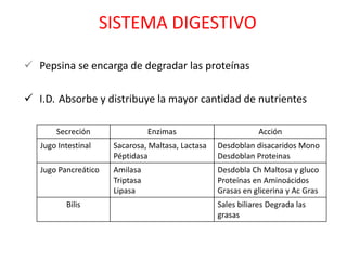 SISTEMA DIGESTIVO

 Pepsina se encarga de degradar las proteínas

 I.D. Absorbe y distribuye la mayor cantidad de nutrientes

       Secreción                 Enzimas                       Acción
   Jugo Intestinal    Sacarosa, Maltasa, Lactasa   Desdoblan disacaridos Mono
                      Péptidasa                    Desdoblan Proteinas
   Jugo Pancreático   Amilasa                      Desdobla Ch Maltosa y gluco
                      Triptasa                     Proteínas en Aminoácidos
                      Lipasa                       Grasas en glicerina y Ac Gras
          Bilis                                    Sales biliares Degrada las
                                                   grasas
 