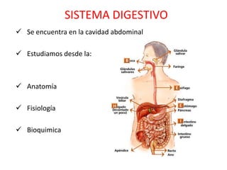SISTEMA DIGESTIVO
 Se encuentra en la cavidad abdominal

 Estudiamos desde la:



 Anatomía

 Fisiología

 Bioquimica
 