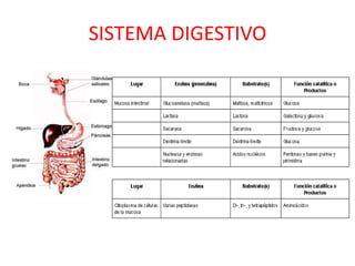 SISTEMA DIGESTIVO
 