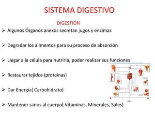 SISTEMA DIGESTIVO
                       DIGESTIÓN
 Algunos Órganos anexos secretan jugos y enzimas

 Degradar los alimentos para su proceso de absorción

 Llegar a la célula para nutrirla, poder realizar sus funciones

 Restaurar tejidos (proteínas)

 Dar Energía( Carbohidrato)

 Mantener sanos al cuerpo( Vitaminas, Minerales, Sales)
 