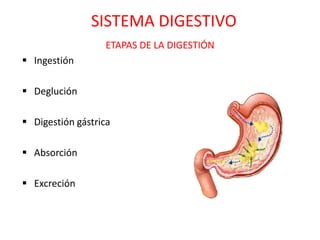 SISTEMA DIGESTIVO
                  ETAPAS DE LA DIGESTIÓN
 Ingestión

 Deglución

 Digestión gástrica

 Absorción

 Excreción
 