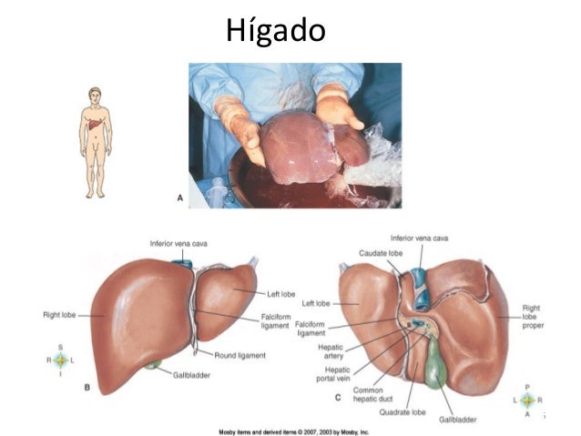 El Higado Vierte La Bilis Directamente Al Duodeno