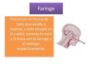 Faringe
Estructura en forma de
     tubo que ayuda a
respirar, y esta situada en
el cuello; conecta la nariz
 y la boca con la laringe y
         el esófago
     respectivamente.
 
