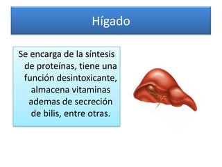 Hígado

Se encarga de la síntesis
 de proteínas, tiene una
 función desintoxicante,
   almacena vitaminas
  ademas de secreción
   de bilis, entre otras.
 
