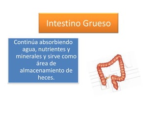 Intestino Grueso
Continúa absorbiendo
   agua, nutrientes y
 minerales y sirve como
        área de
  almacenamiento de
         heces.
 
