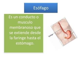 Esófago
Es un conducto o
     musculo
membranoso que
se extiende desde
la faringe hasta el
    estómago.
 