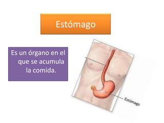 Estómago

Es un órgano en el
  que se acumula
     la comida.
 