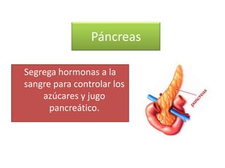 Páncreas

Segrega hormonas a la
sangre para controlar los
    azúcares y jugo
      pancreático.
 