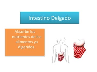 Intestino Delgado

 Absorbe los
nutrientes de los
  alimentos ya
   digeridos.
 
