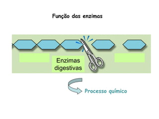 Função das enzimas




 Enzimas
digestivas


             Processo químico
 