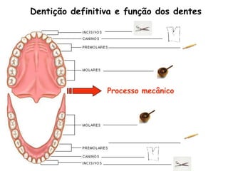 Dentição definitiva e função dos dentes




                 Processo mecânico
 