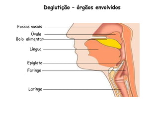 Deglutição – órgãos envolvidos


Fossas nasais
        Úvula
Bolo alimentar

      Língua


     Epiglote
     Faringe



      Laringe
 