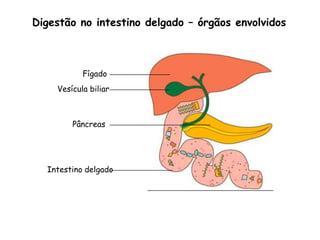 Digestão no intestino delgado – órgãos envolvidos



           Fígado
    Vesícula biliar



        Pâncreas




  Intestino delgado
 