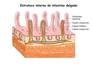 Estrutura interna do intestino delgado


                                  Vilosidade
                                  intestinal
                                  Capilar sanguíneo
                                  Capilar linfático
                                  Vaso linfático
                                  Capilar sanguíneo
 