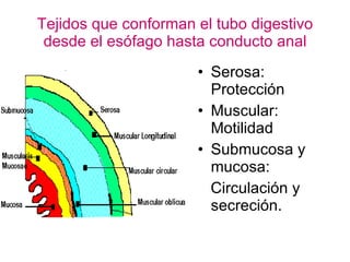 Tejidos que conforman el tubo digestivo desde el esófago hasta conducto anal Serosa: Protección Muscular: Motilidad Submucosa y mucosa: Circulación y secreción. 