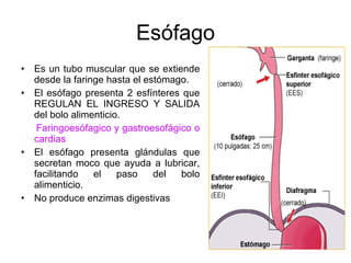 Esófago Es un tubo muscular que se extiende desde la faringe hasta el estómago. El esófago presenta 2 esfínteres que REGULAN EL INGRESO Y SALIDA del bolo alimenticio. Faringoesófagico y gastroesofágico o cardias El esófago presenta glándulas que secretan moco que ayuda a lubricar, facilitando el paso del bolo alimenticio. No produce enzimas digestivas 