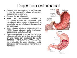 Digestión estomacal Cuando bolo llega al final del esófago, las ondas de contracción relajan al cardias, ocasionando su apertura. Entrada del bolo alimenticio. Serie de movimientos suaves y ondulantes (ondas de mezclado) que mezclan el alimento con el jugo gástrico secretado por las células de las paredes del estómago. Jugo gástrico contiene ácido clorhídrico (HCl), lipasa gástrica, factor intrínseco, pepsinógeno (estado inactivo) Como resultado de la acción de los jugos gástricos, el bolo alimenticio se convierte en una mezcla con apariencia de papilla conocida como QUIMO O QUIMO ÁCIDO. La producción de jugos gástricos  está controlado por mecanismos hormonales y nerviosos. 