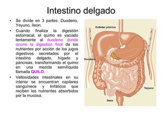 Intestino delgado Se divide en 3 partes: Duodeno, Yeyuno, íleon. Cuando finaliza la digestión estomacal, el quimo es vaciado lentamente al  duodeno donde ocurre la digestión final  de los nutrientes por acción de los jugos digestivos secretados por el intestino delgado, hígado y páncreas, transformando el quimo en una mezcla semilíquida llamada  QUILO . Vellosidades intestinales en su interior se encuentran capilares sanguíneos y linfáticos que reciben los nutrientes absorbidos por la mucosa. 