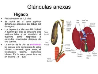 Glándulas anexas Hígado Pesa alrededor de 1,5 kilos Se ubica en la parte superior derecha del abdomen, por debajo del diafragma. Los hepatocitos elaboran BILIS (800 A 1000 ml por día), se almacena el la vesícula biliar y es secretado al duodeno como respuesta a estímulos provocados después de una comida. La misión de la bilis es  emulsionar  las grasas, esta compuesta de sales biliares, colesterol, agua, iones, el fosfolípidos lecitina, pigmentos biliares. Es de color pardo tiene un ph alcalino (7,8 – 8,6) 