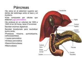 Páncreas Se ubica en el abdomen superior por detrás del estómago entre el bazo y el duodeno. Esta compuesto por células que elaboran  jugo pancreático. Se produce en un volumen de 1200 a 1500 ml en 24 horas, tiene 2 funciones: Secretar enzimas digestivas Secretar bicarbonato para neutralizar quimo ácido. Proteasas =tripsina, quimiotripsina, carboxipeptidasa. Lipasa pancreática Amilasa pancreática Desoxirribonucleasa Ribonucleasa 