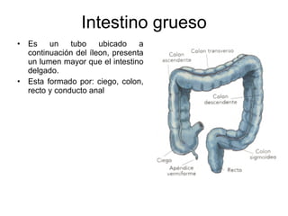 Intestino grueso Es un tubo ubicado a continuación del íleon, presenta un lumen mayor que el intestino delgado. Esta formado por: ciego, colon, recto y conducto anal 
