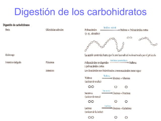Digestión de los carbohidratos 